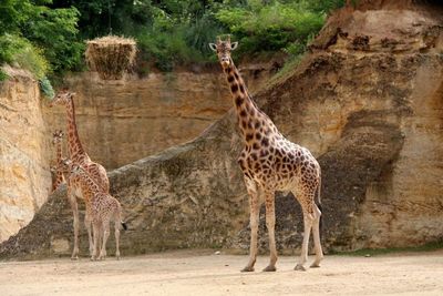 Zoo de Doué-la-fontaine